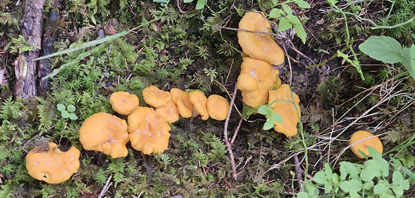 Eierschwämme