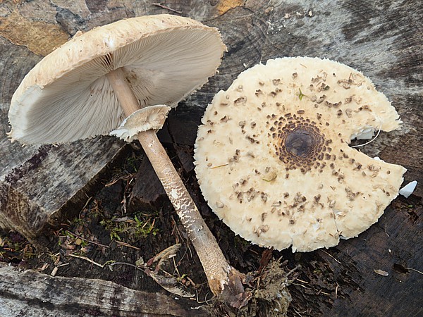 Parasol