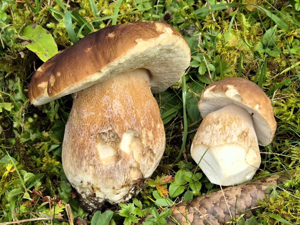 Steinpilze