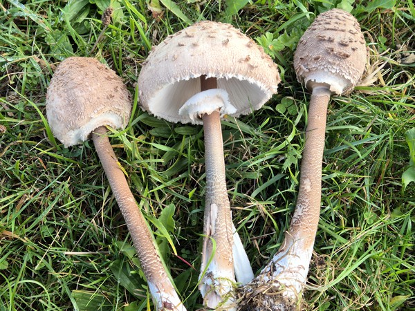 Parasol