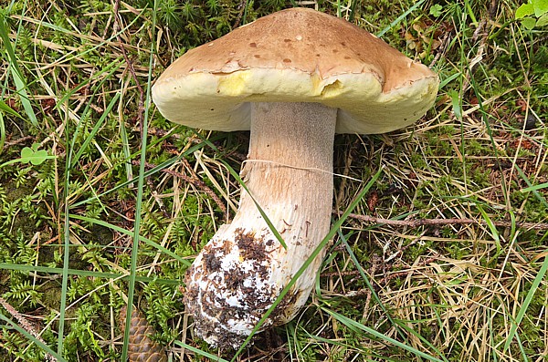 Steinpilz