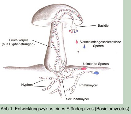 Schema eine Ständerpilzes