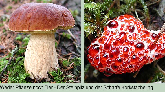 Steinpilz und Scharfer Korkstacheling