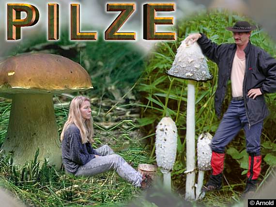 Pilzvergleiche - Collage