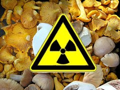 Pilze und Radioaktivität