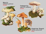 Wiesenchampignon Vergleiche