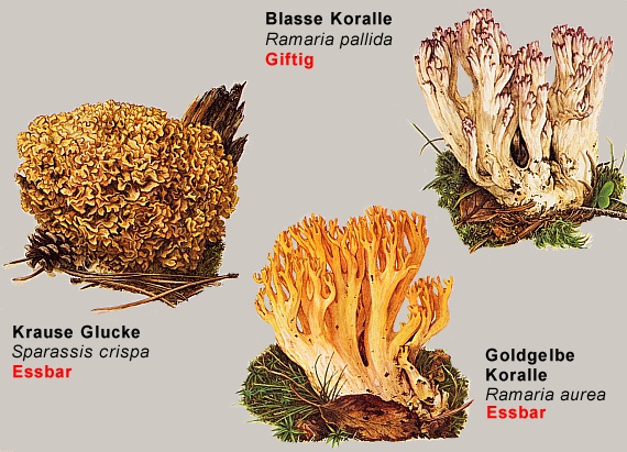 Goldgelbe Koralle und Doppelgänger