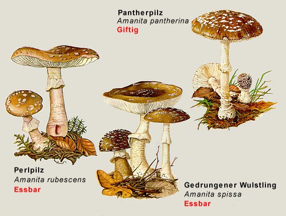 Perlpilz - ähnliche Wülstlinge