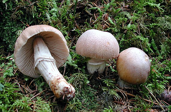 Reifpilz (Rozites caperata) – typischer Habitus mit Hut, Lamellen und Stiel