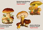 Steinpilz Vergleich