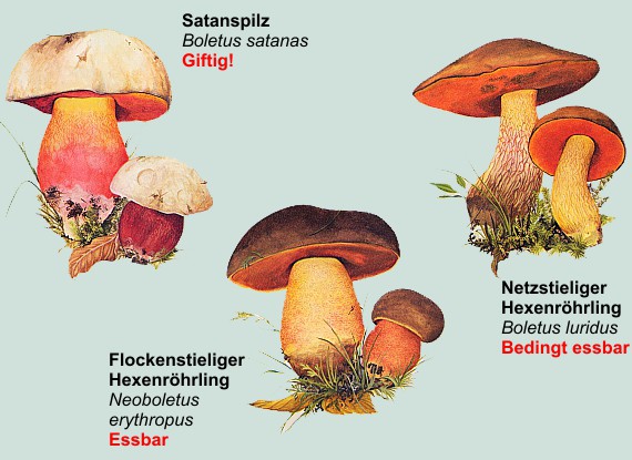 Satanspilz, Hexenröhrlinge