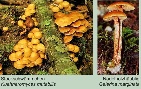 Stockschwämmchen und Nadelholzhäubling