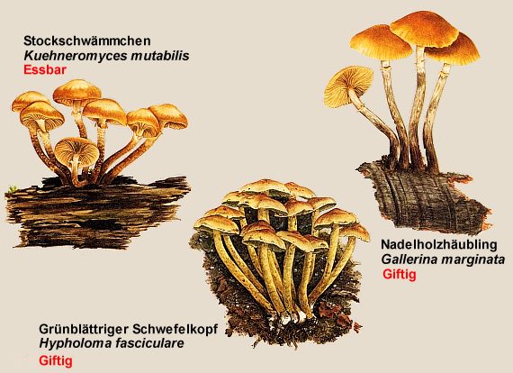 Stockschwämmchen im Vergleich