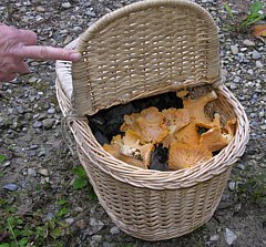 Pilzkorb zum Sammeln von Speisepilzen – luftdurchlässiger Transportbehälter